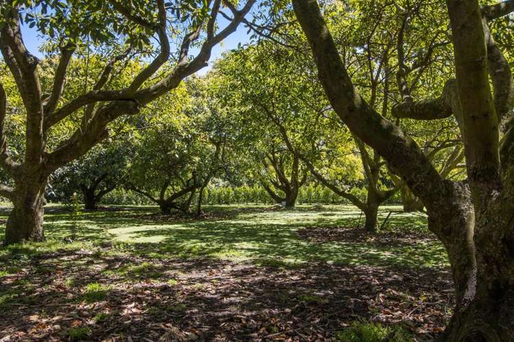 13B Astelia Drive Omokoroa_22