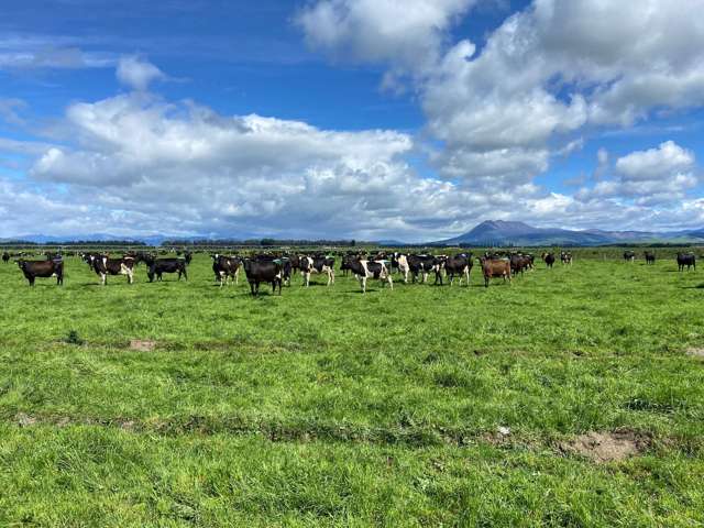 Dairy farm market shows strong resurgence