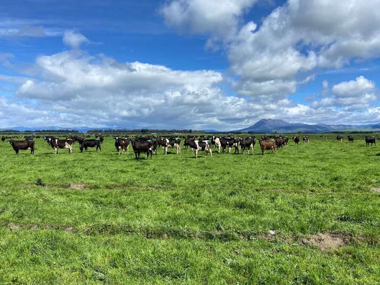 Dairy farm market shows strong resurgence