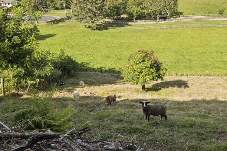 14 Taiporutu Place Springfield_15