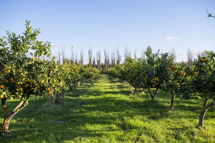 19 Kemp Road Matawhero_25