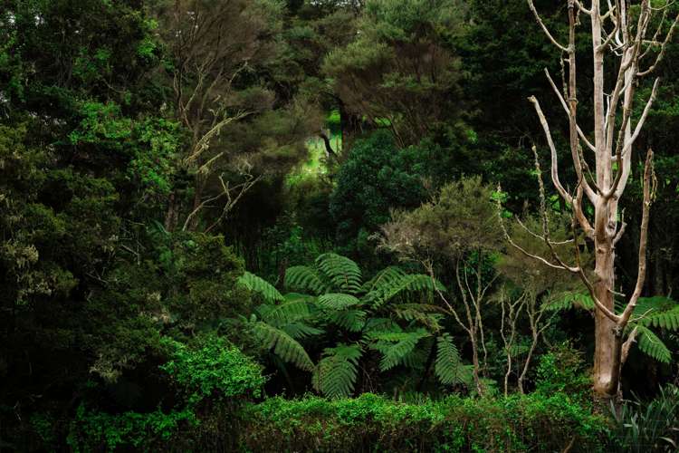 20b Taylor Road Waimauku_10