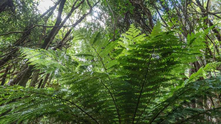 1467 Western Valley Road Port Levy_1