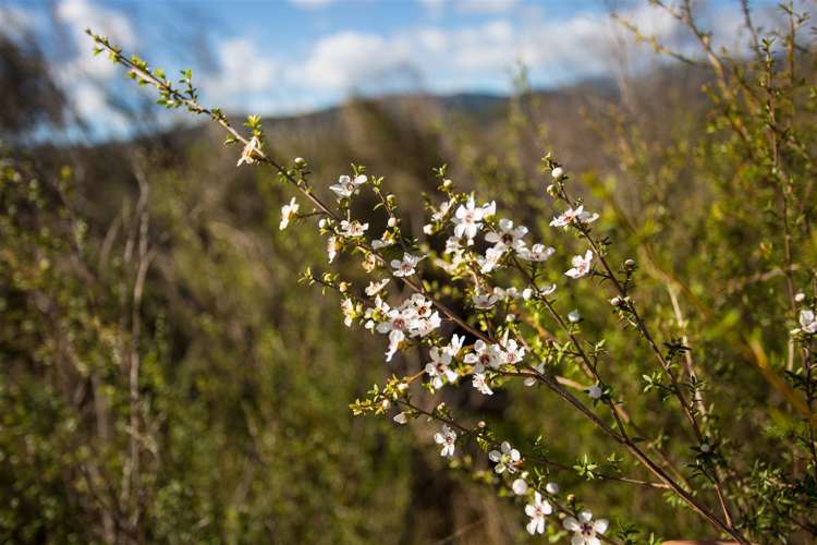 60 Snake Creek Road Kahurangi National Park_32