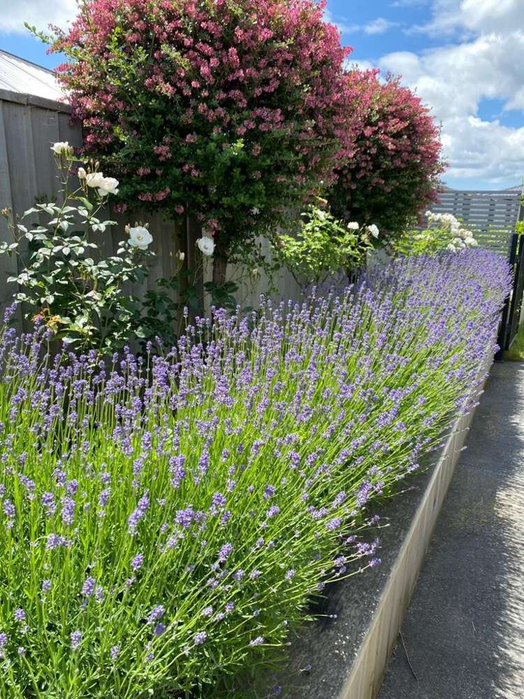 14 Huntingdon Drive Rangiora_19