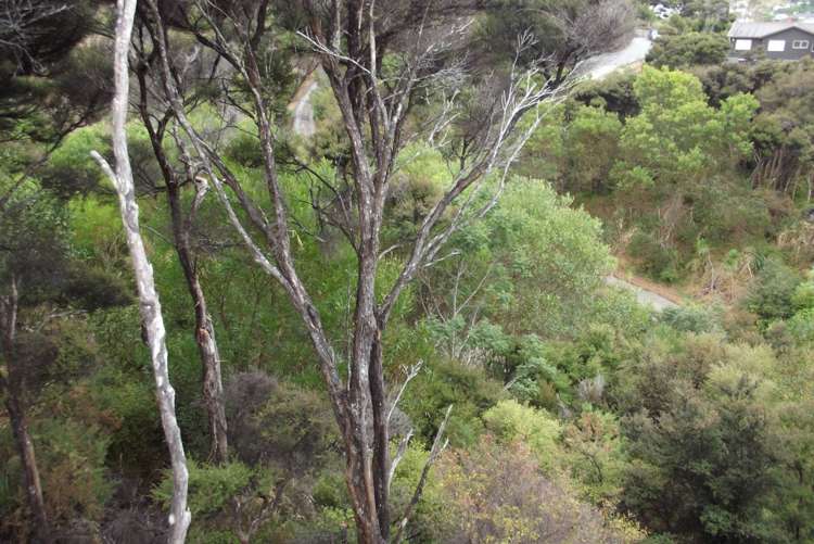 43 Greenview Drive Mangawhai Heads_5