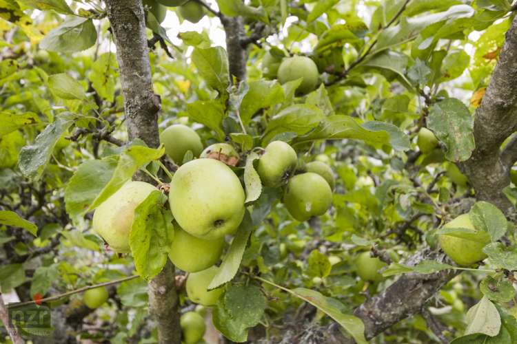 208a South Street Feilding_6