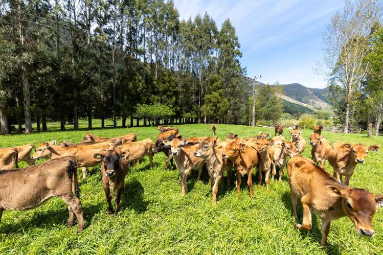 537 Ronga Road Rai Valley_4