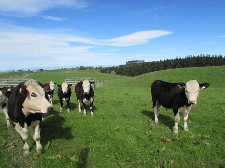 49 Downs Road Geraldine_4