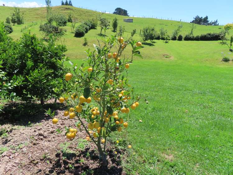 63 Knight Road Dannevirke_25