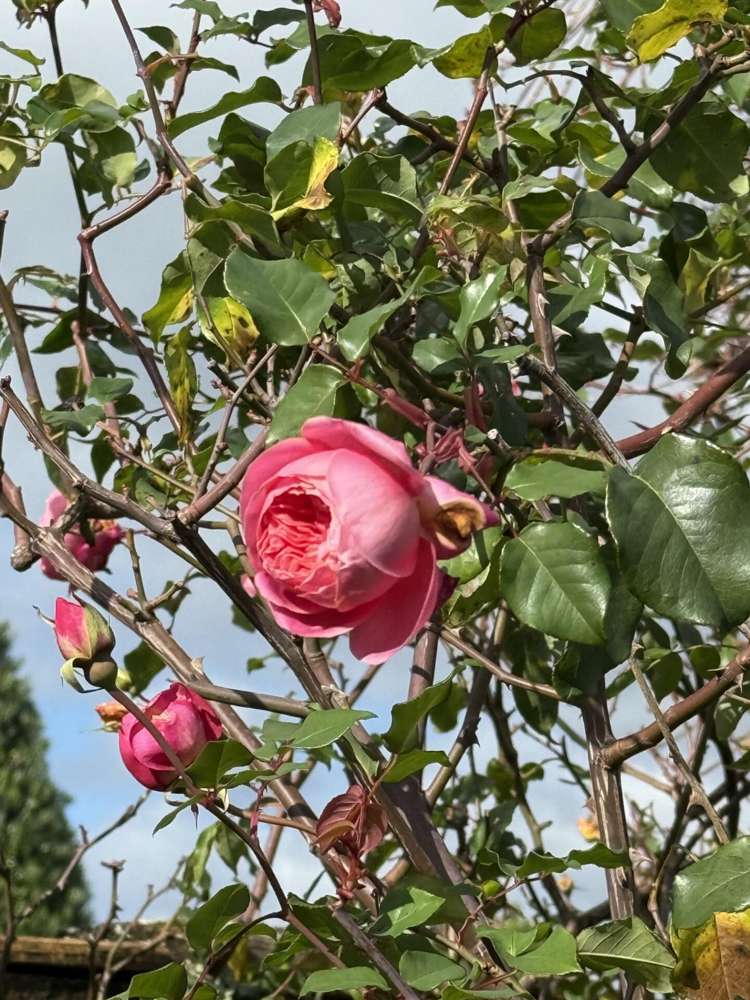 7a Goods Road Otumoetai_15