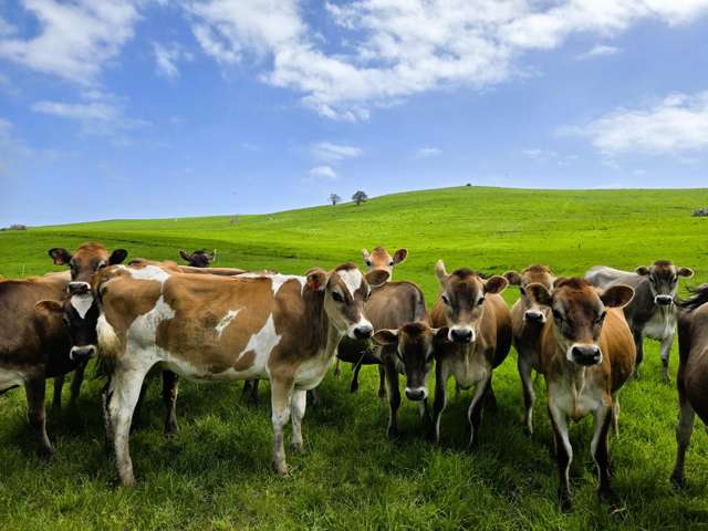 3050 Mititai Road Dargaville_3