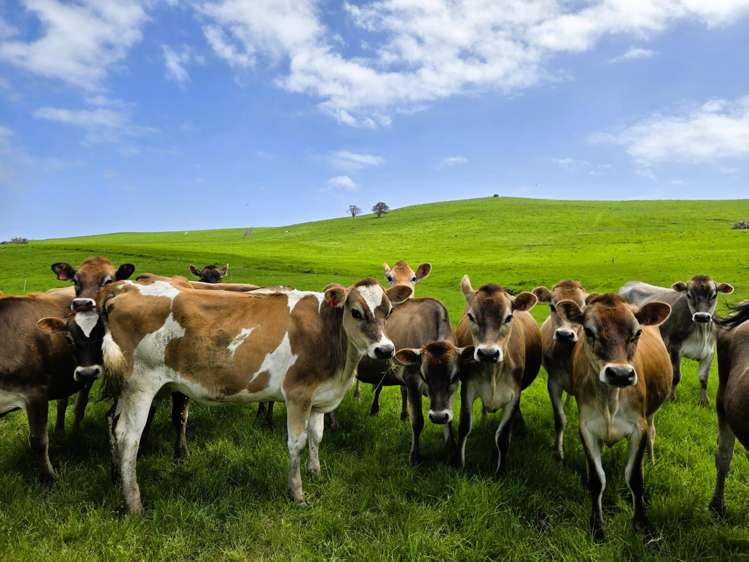 3050 Mititai Road Dargaville_3