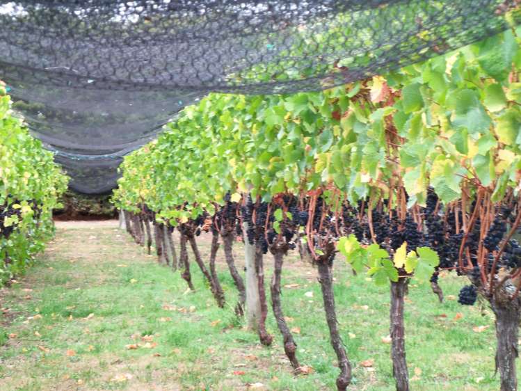 190 Regent Street Martinborough_30