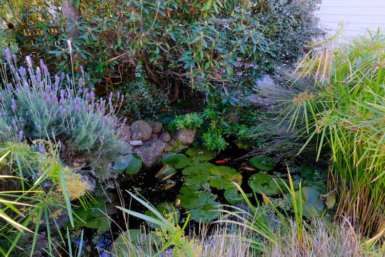 41 Meridian Street Port Chalmers_17