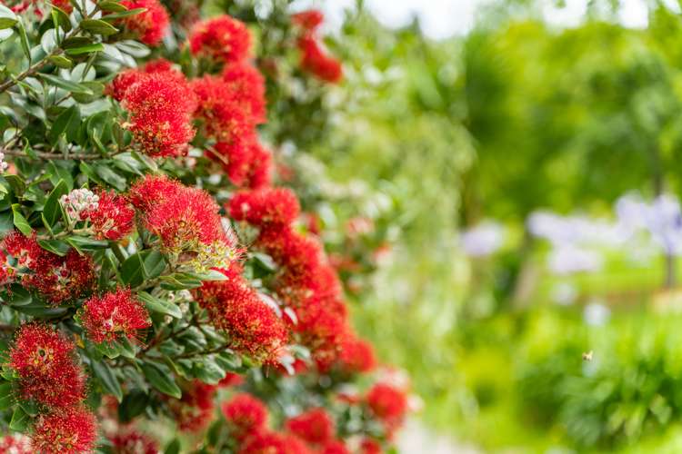 381 Tara Road Mangawhai_8