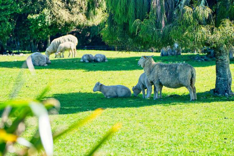 427a Maori Creek Road Marsden_12