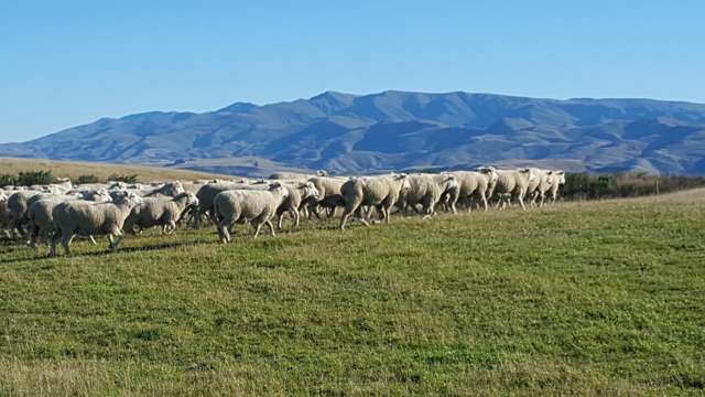 659 Ritchie Road Dunback_1