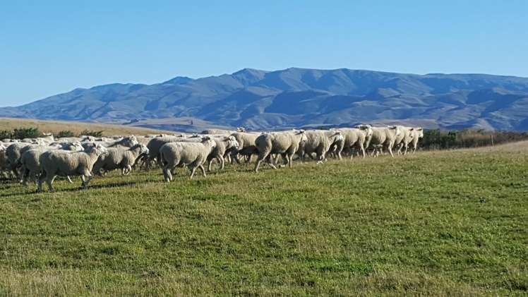 659 Ritchie Road Dunback_1