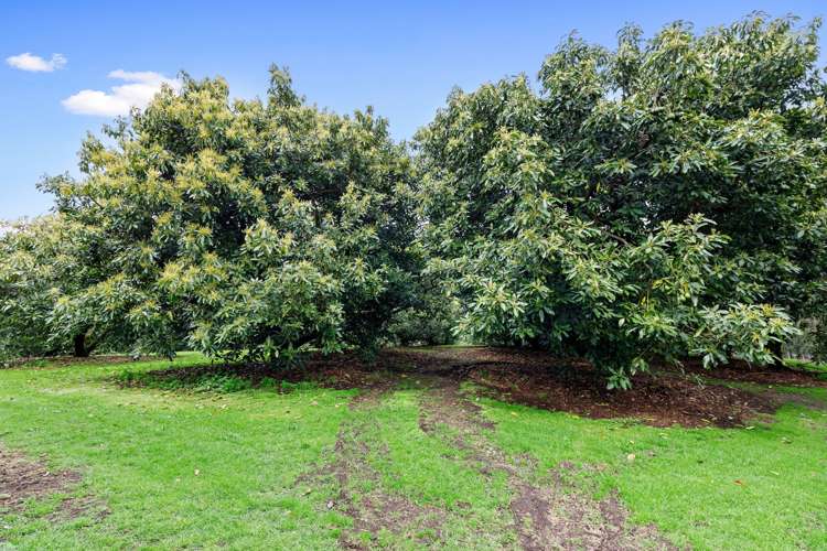 Old Highway Whakamarama_15