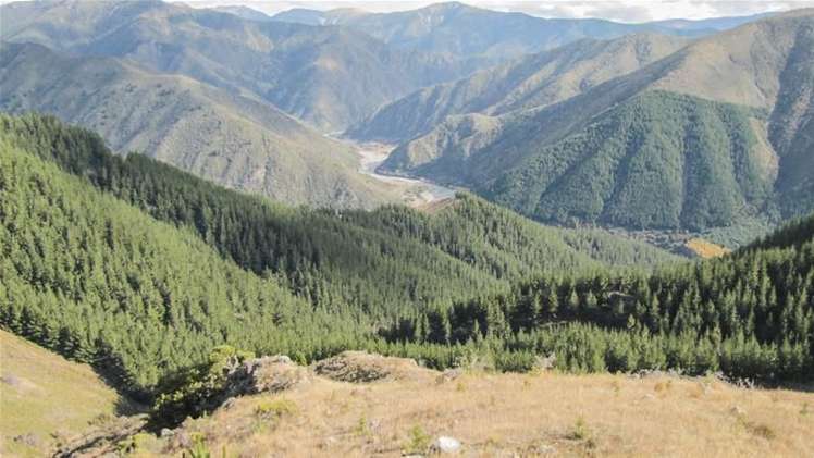 1234 Leatham Road Wairau Valley_14