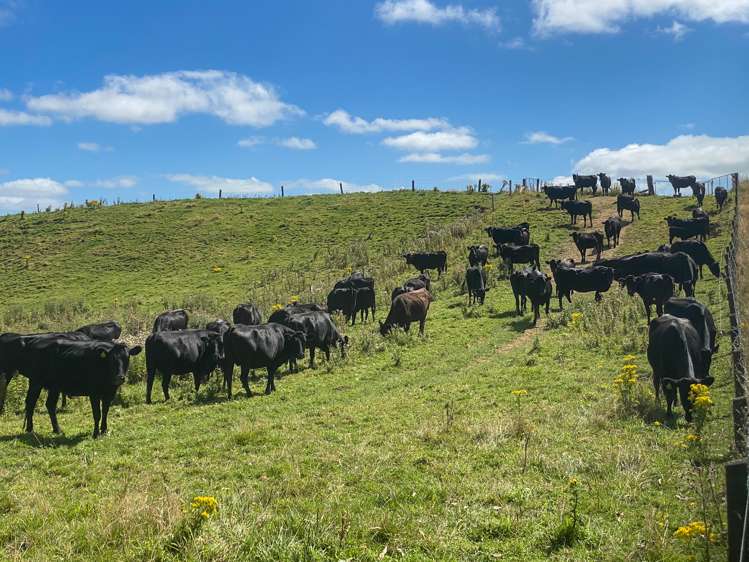 110 Harrison Road Tuatapere_2