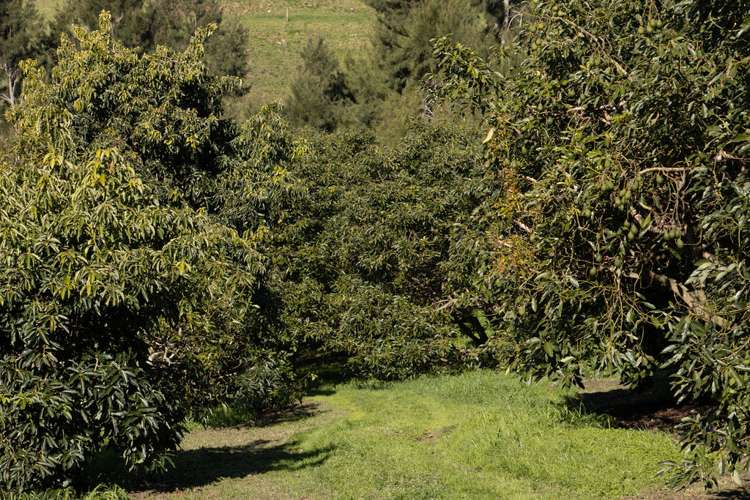 231 Walford Road Aongatete_10