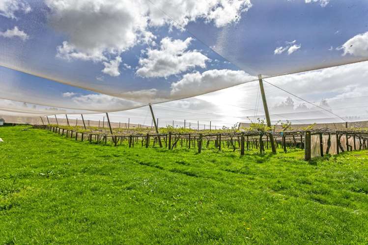 231 Walford Road Aongatete_2