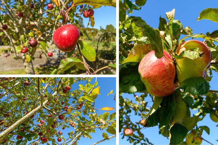 186 Hereford Road Oropi_21