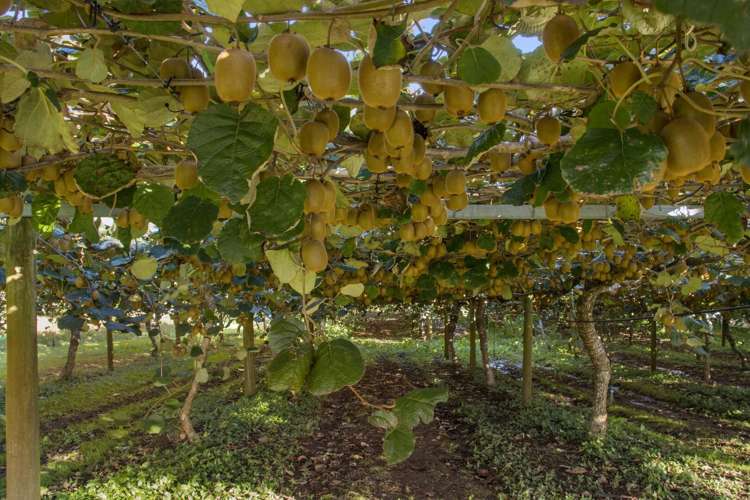 175 Busby Road Katikati_18