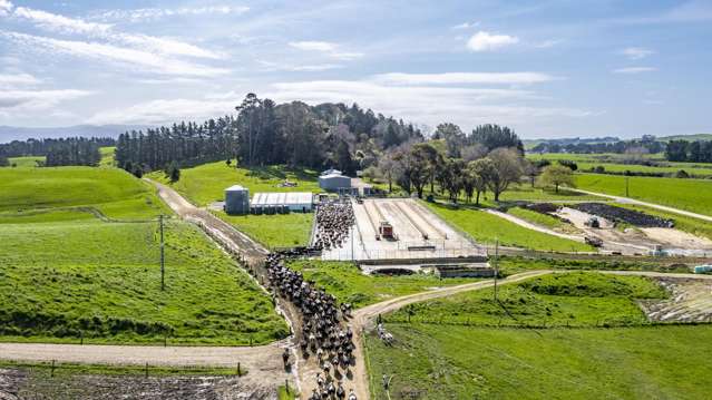 Premium Dairy Farm in Northern Tararua