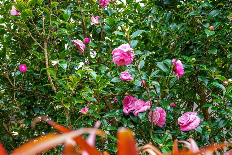 40a Duncansby Road Stanmore Bay_26