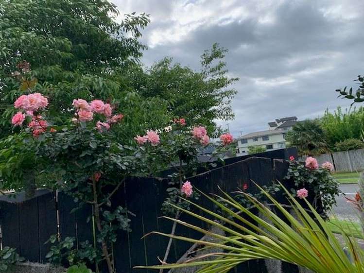 2 Shelley Street Otumoetai_17