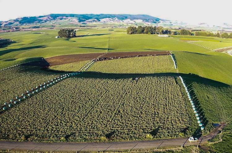 473 Clifden Gorge Road Eastern Bush_29