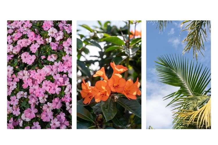 27 Garvan Glen Pyes Pa_22