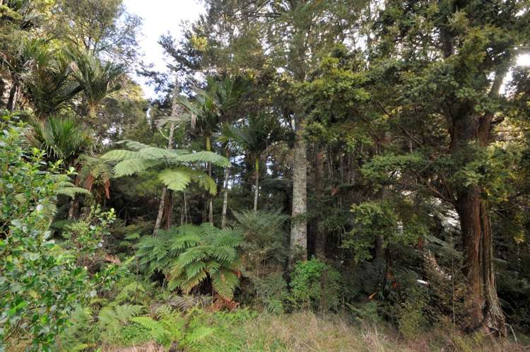 641 Valley Road Kaiwaka_13