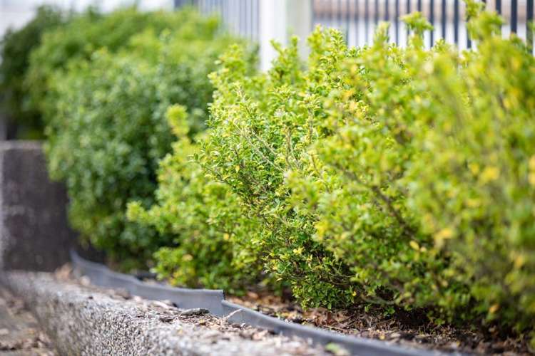 39 Springfield Crescent Enderley_20