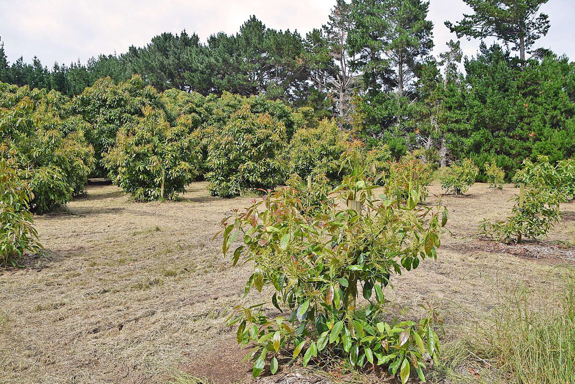 Address withheld Tapora Rodney Rural Property For Sale OneRoof