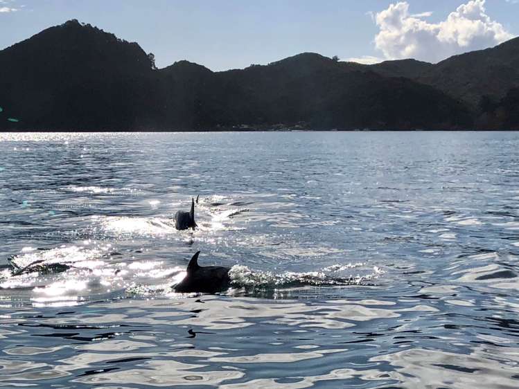 39 Sandhills Road Great Barrier Island (Aotea Island)_35