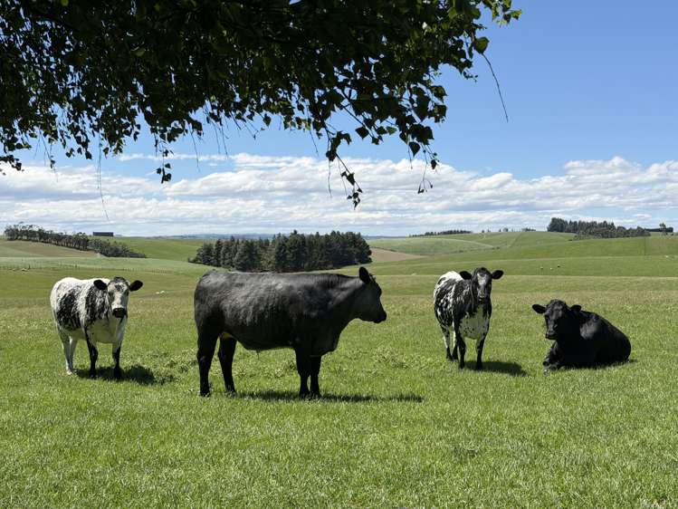 20 Carruthers Road Ashley Downs_4