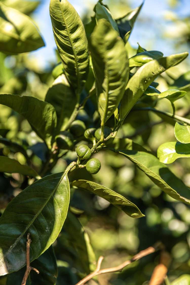 6 Sedgemoor Lane, RD 2 Katikati_31