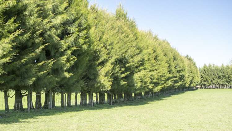 185 Masterton Castlepoint Road Masterton_16