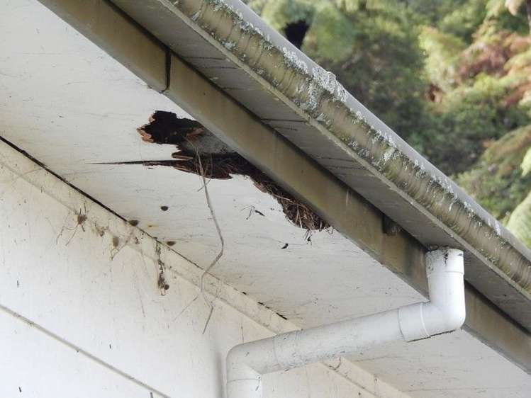 50 Neighbours Street Waimangaroa_3