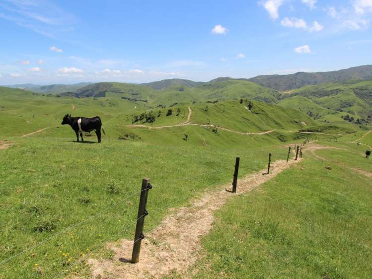 934 Coonoor Road Pahiatua_9