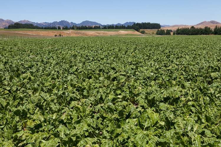 3276 Inland Kaikoura Road Stag And Spey_10