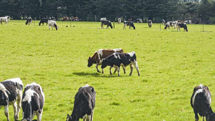 Windwhistle Road Windwhistle_1