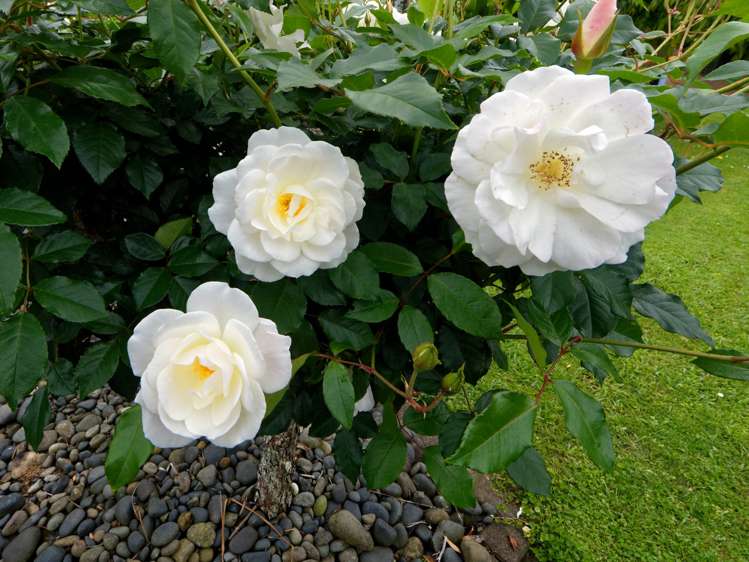 19 Starlight Cove Hobsonville_17