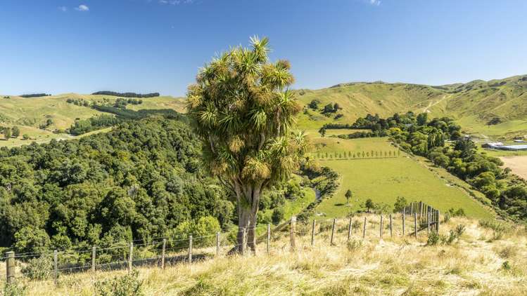 14781 Route 52 Eketahuna_8