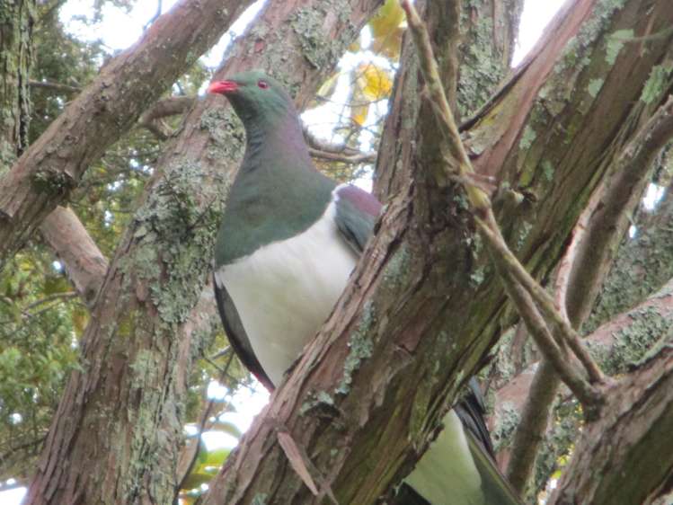 13 Mcphail Street Birkdale_17