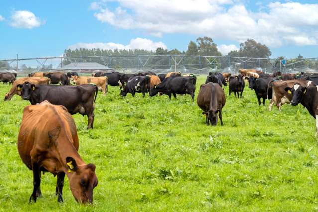 Mid Canterbury dairy farming at its best